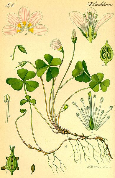 File:Oxalis acetosella 1885 crop.jpg