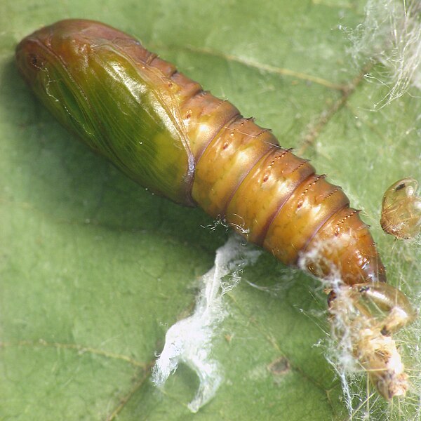 File:Pandemis limitata pupa.jpg