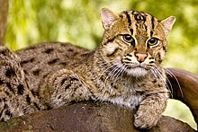 A fishing cat laying on a large rocky surface