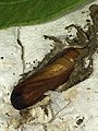 Pupa