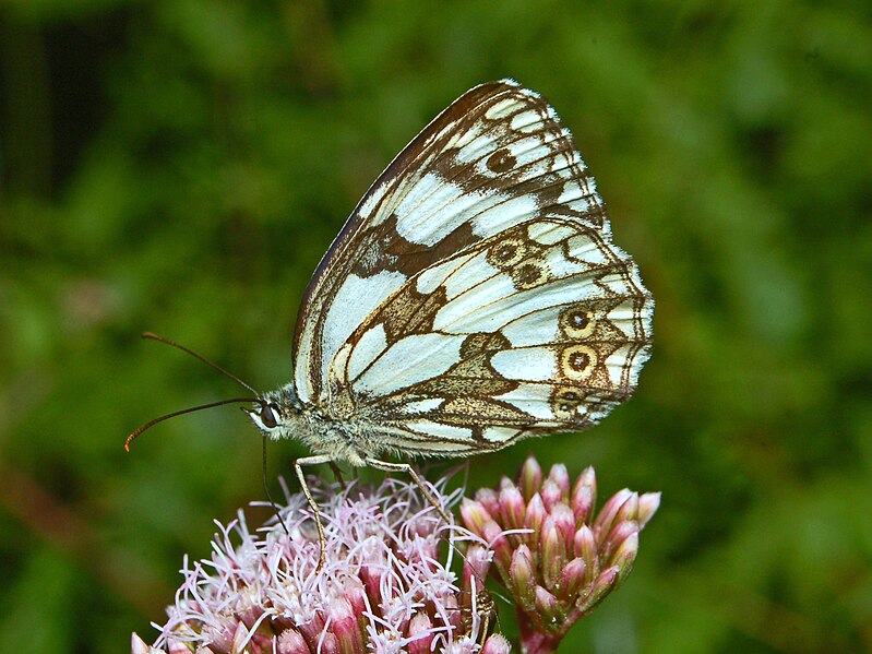 File:Satyrinae - Melanargia galathea-2.JPG