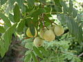 Foliage and fruit