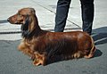 A longhaired dachshund