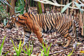 Sumatran Tiger