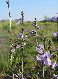 Toadflax-166f.jpg