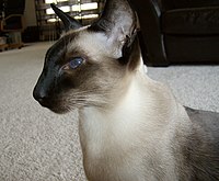 Modern "wedge head" seal point Siamese cat