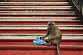 Monkey at Batu Caves