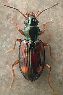 Bembidion spinolai.jpg