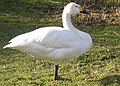 Cygnus columbianus bewickii, cisne chico