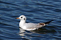 First winter plumage, at Blenheim Palace, Oxfordshire