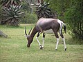 In the Bontebok N.P., South Africa