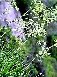 Bupleurum dianthifolium.jpg