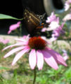 Black Swallowtail Resting on a Purple Coneflower