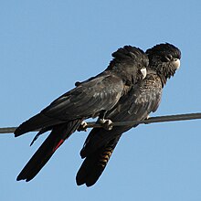 Calyptorhynchus banksii (pair)-8-2cp.jpg