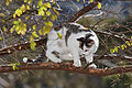 Cat on a tree branch.