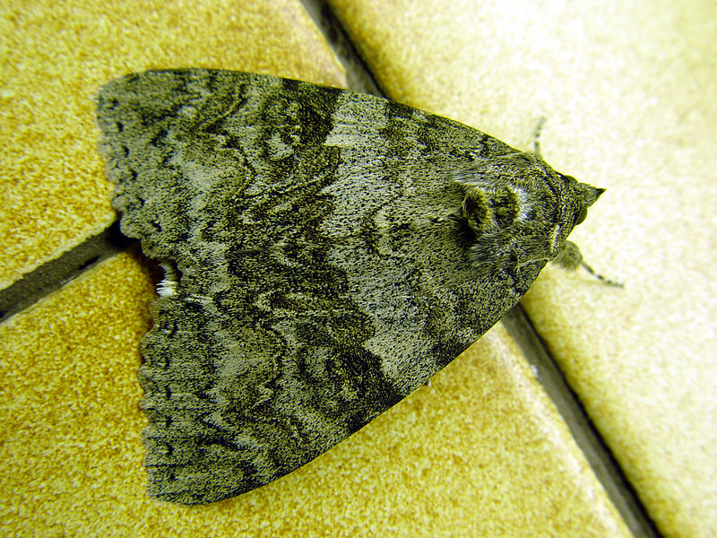 File:Catocala.nupta-moth7-30.07.06.jpg