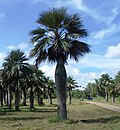 Miniatura para Colpothrinax wrightii