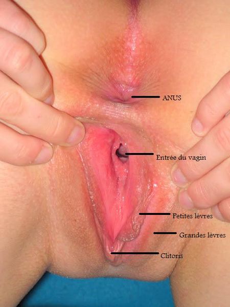 File:Détail vulve.jpg