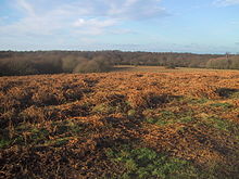 Taken in the winter showing the profusion of ferns