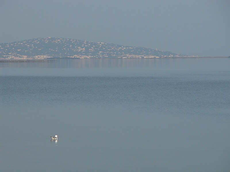 Файл:Etang thau marseillan.jpg