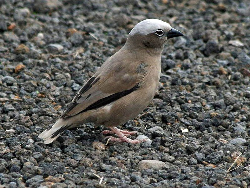 Файл:Grey-capped Social Weaver RWD.jpg