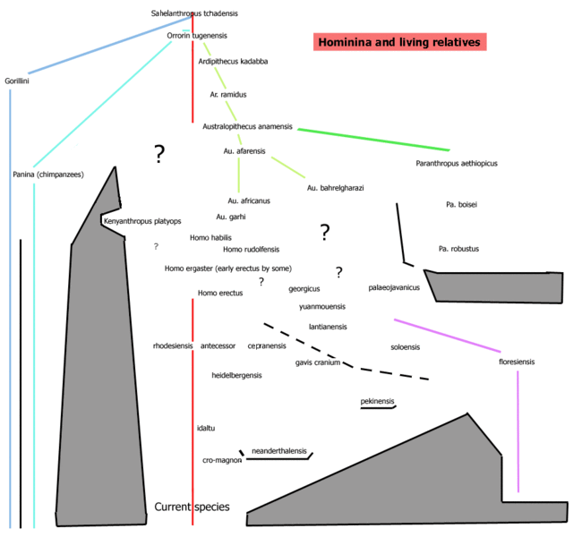 Файл:Hominintree4.gif