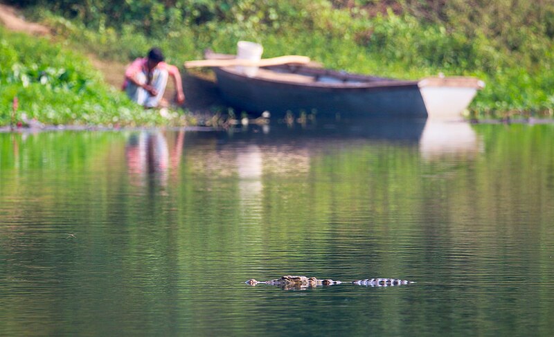 File:Human Crocodile Conflict.jpg