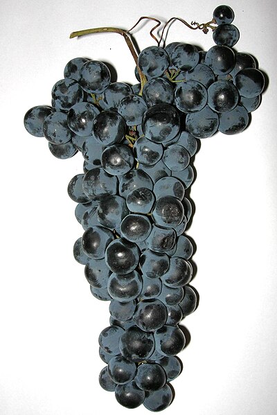 File:MatureTempranillo.jpg