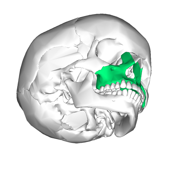 File:Maxilla anterior2.png