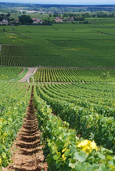 Archivo:Montrachet vineyards.jpg