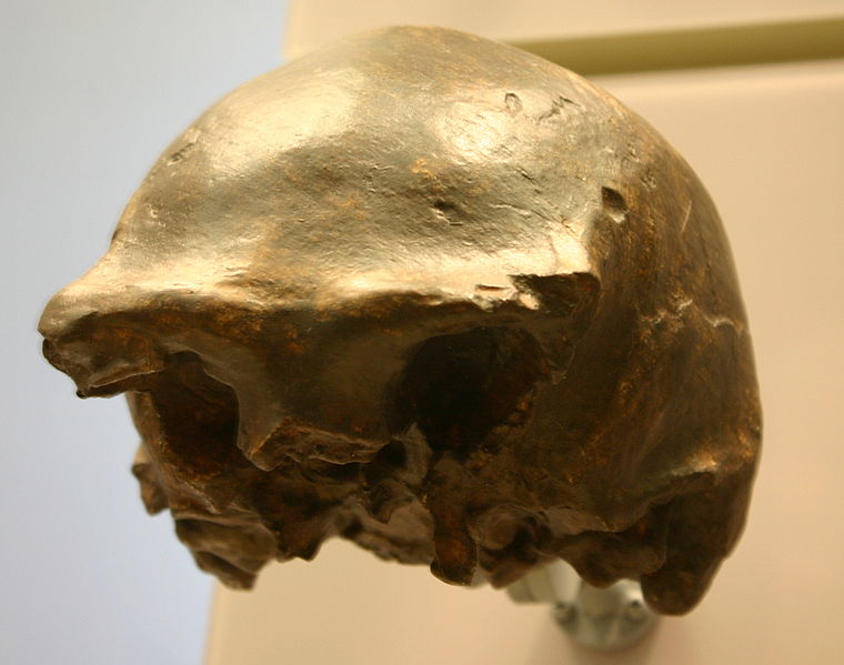 File:Ngandong 7-Homo erectus.jpg