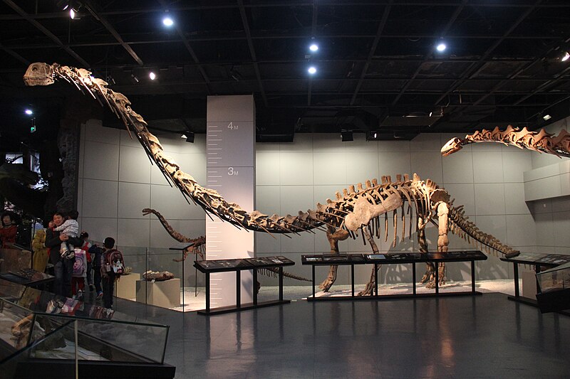 File:Omeisaurus maoianus mount.jpg