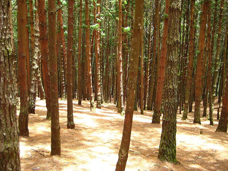 File:Pine forest, Kodaikanal.jpg