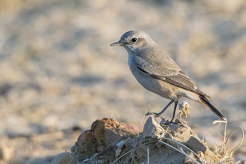 Файл:Red Tailed Wheatear.jpg