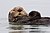 Sea otter