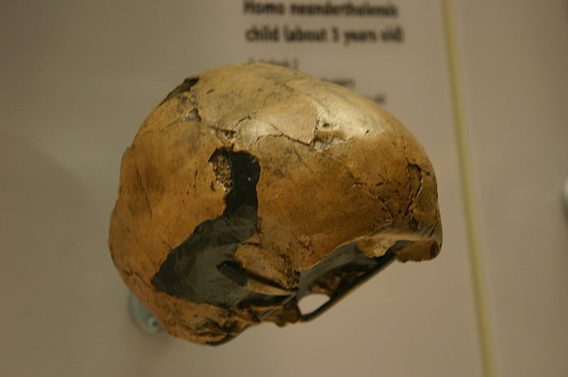 Archivo:Subalyuk 2.Homo neanderthalensis child.jpg