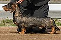 A wirehaired dachshund