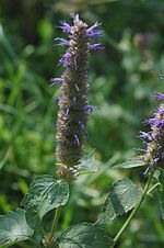 Miniatura para Agastache rugosa