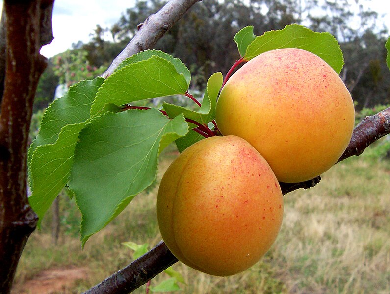 Archivo:Apricots.jpg