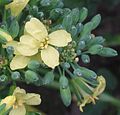 Broccoli flowers.