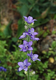 Lobelia siphilitica