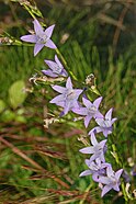 Inflorescence of Campanula rapunculus