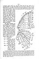 Wing venation Charaxes