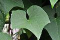 Chayote leaf