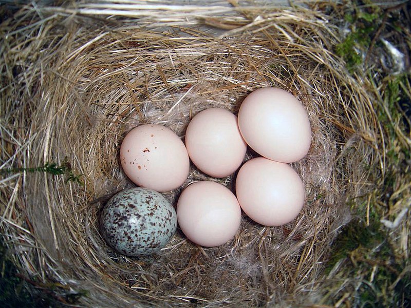 File:Eastern Phoebe-nest-Brown-headed-Cowbird-egg.jpg