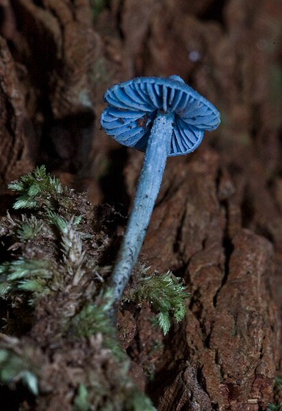 File:Entoloma hochstetteri.jpg