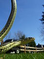 Common Garter Snake, Thamnophis sirtalis sirtalis