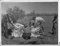 Skinning an animal, about 1950 at Hamilton Downs