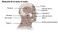 Músculos de la cara y cuello