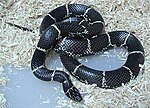 Common kingsnake